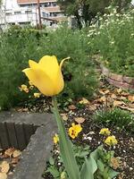 ver de un de cerca coloreado flores planta foto