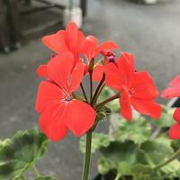 ver de un de cerca coloreado flores planta foto