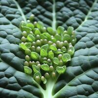 Plantlets on leaves of Chinese kale. AI Generative photo