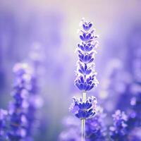 lavanda flor en un campo. ai generativo foto