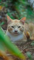 A sleepy orange cat in the park. photo