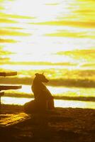 Silhouette of a dog lying on the beach and the gold light of sunset reflex on the sea surface photo