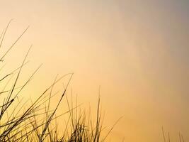 Dried blade of grass in the evening light photo