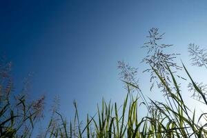 Phragmites karka grass flowers in the bright sunlight and fluffy clouds in blue sky photo