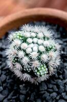 Cactus species Mammillaria vetula gracilis , Arizona Snowcap photo