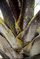 The trunk and bract leaves of palm photo