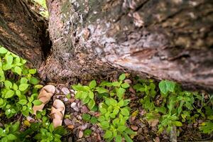 el zapatilla de un niño en árbol foto