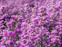 Purple margaret flowers in the flower field photo