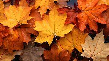 Colorful autumn maple leaves background AI Generated photo