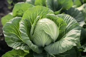 Cabbage growing in an urban garden. Cabbage leaves and head close up. Generative AI photo