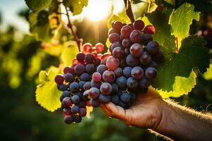 Quality check of ripe grapes at a sun kissed vineyard destined for premium wine production photo