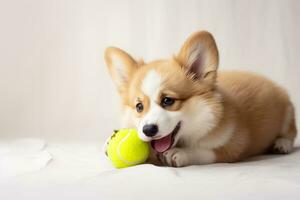 Cute Welsh Corgi dog playing tennis ball. funny cute dog play toy. photo