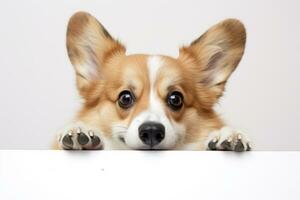 Cute Welsh Corgi dog isolate on white background photo