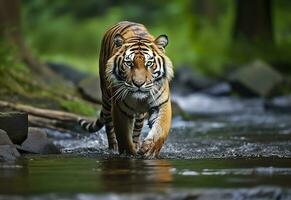 Amur tiger walking in the water. Dangerous animal.  Animal in a green forest stream. Generative AI photo