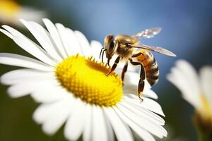 Bee and flower. Close up of a bee collecting honey on a daisy flower on a sunny day. Generative AI photo