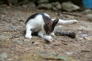 small black kitten with a white chest is relaxing photo