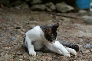 pequeño negro gatito con un blanco cofre es relajante foto