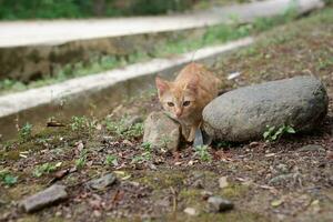 the little kitten was hiding behind a rock photo