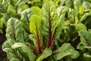 Chard growing in an urban garden. Garden beet and salad leaves close up. Generative AI photo