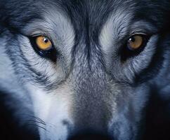 hermosa ojos de un salvaje lobo. generativo ai foto