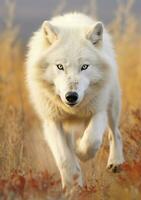 The Wolf Gaze, A Moment of Life in the Arctic Wilderness. AI Generative photo