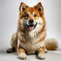 cute brown akita dog photo