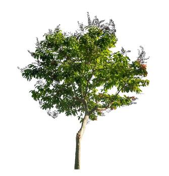 Tree isolated on  white background are suitable for both printing and web pages. photo