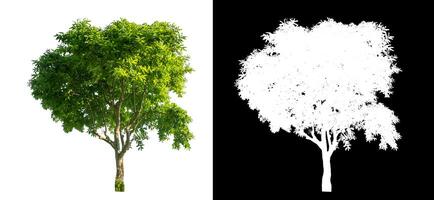 single tree on white background with clipping path and alpha channel on black background. photo