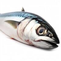 Raw mackerel fish isolated on white background. AI Generative photo