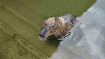 cerca arriba un carpincho Sumergir en agua, comer villancico, y defecar en el agua. video