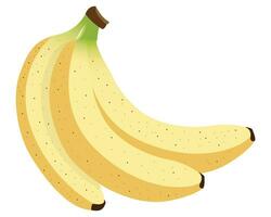 manojo de bananas ilustración vector
