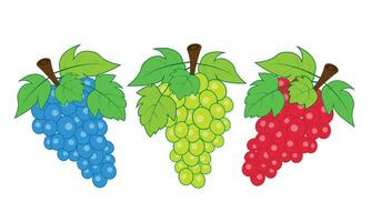 ilustración de racimos de uvas vector