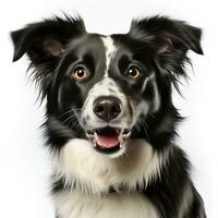 cute border collie dog ai photo