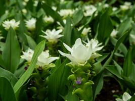 Beautiful flowers in the garden close up. photo