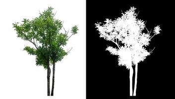 single tree on white background with clipping path and alpha channel on black background. photo