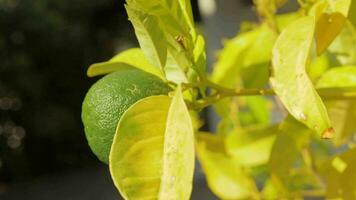 Lima fruta dentro a árvore citrino crescendo video