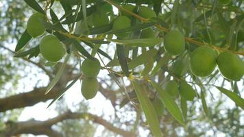 Grün Olive Zweig und groß Baum im Hintergrund video