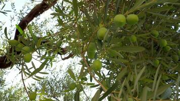 Tree branches covered with olives video