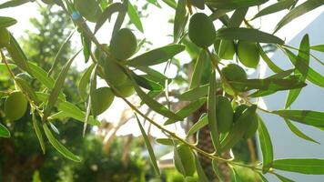 aceituna árbol rama en soleado día video