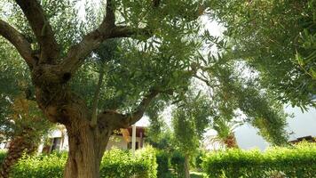 Big fruitful olive tree in the garden near house video