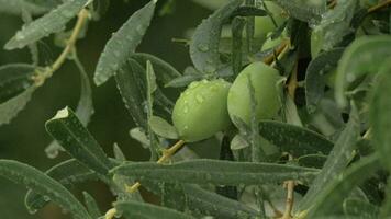 Wet branch of olive tree with raindrops on the leaves video