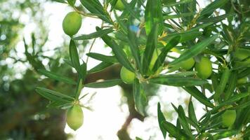 Green olive tree against sun light video