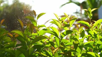 vattning trädgård med ung grön träd sommar solig scen video