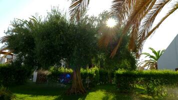 Grün Garten mit Olive und Palme Bäume auf sonnig Sommer- Tag video