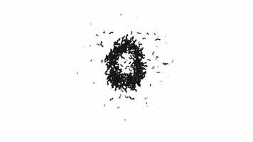 geanimeerd halloween lettertype gevormd van vliegend vleermuizen de karakter O met alpha video
