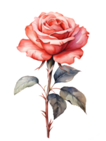 Watercolor Rose Flowers With Colorful Floral Illustration Generative AI png