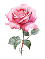 aquarelle Rose fleurs avec coloré floral illustration génératif ai png