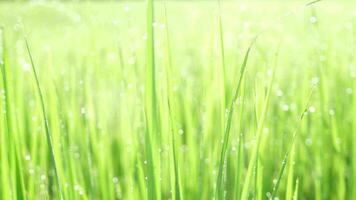 Grün Reis im das regnerisch Jahreszeit video