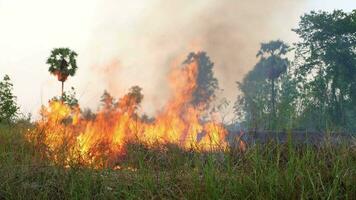 The rice fields burned over a wide area. video