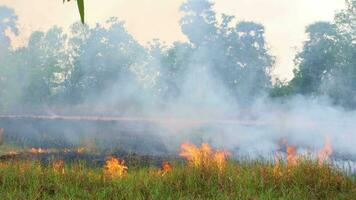 The rice fields burned over a wide area. video